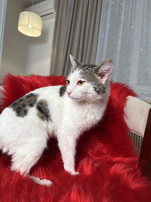 Кот ОСКАР ищет семью