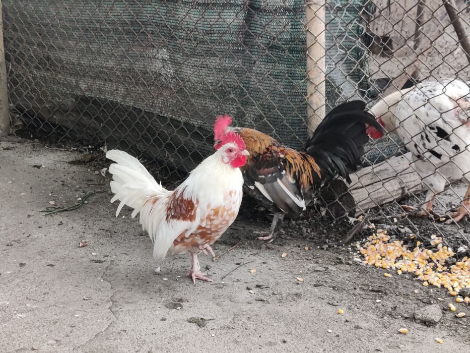 Cocosi mii de flori richi