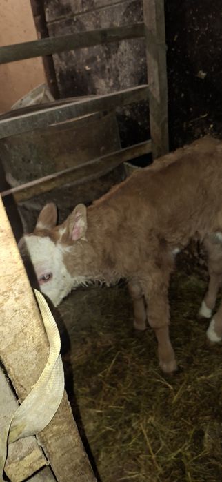 Телочка Семинтау один день отроду