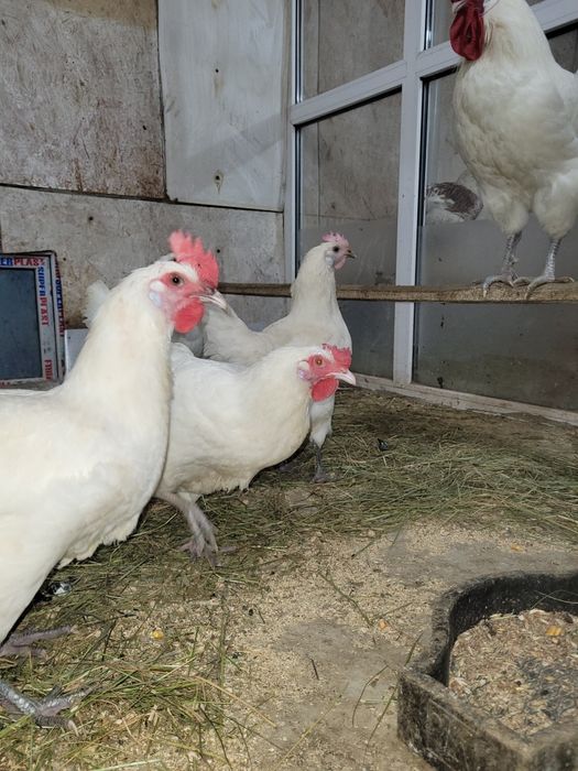 Инкубационное яйцо