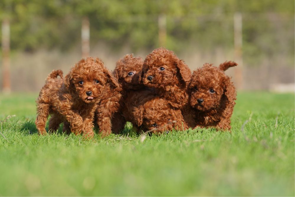 Той Пудел [Toy Poodle]