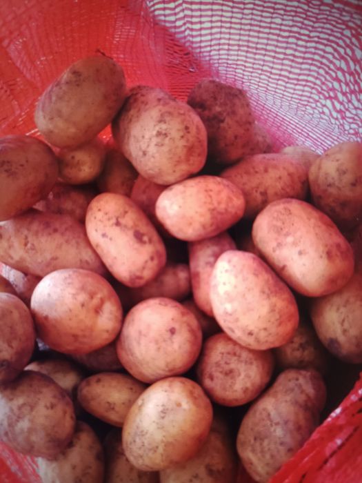 Продам картофель дачный