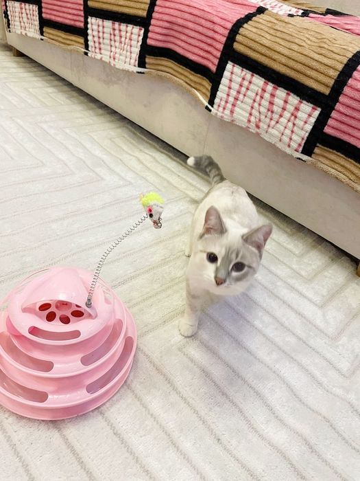 Котенок Алиса 7 месяцев