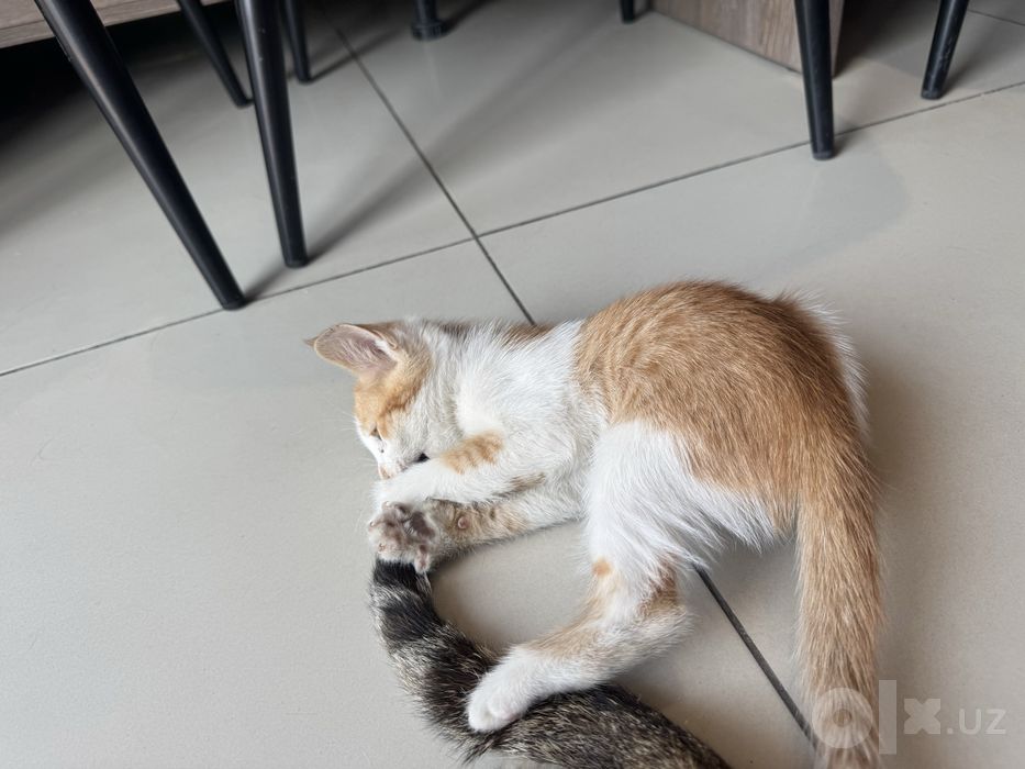 Отдам котенка в добрые руки БЕСПЛАТНО!
