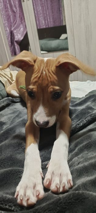 Питбуль девочка 3 месяца