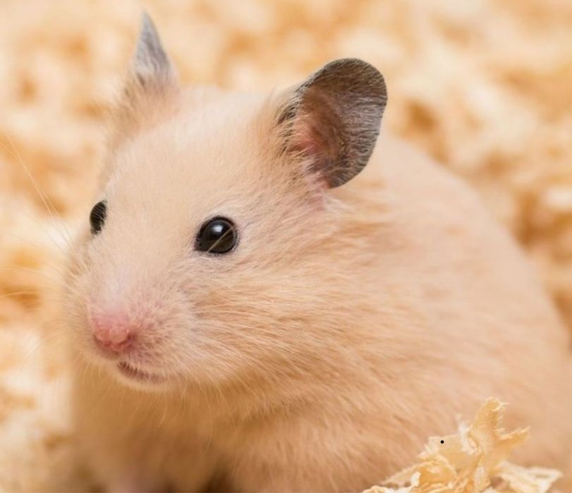 Хомячок сирийский