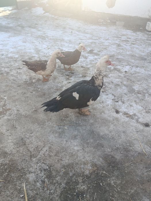 Продам индокток.