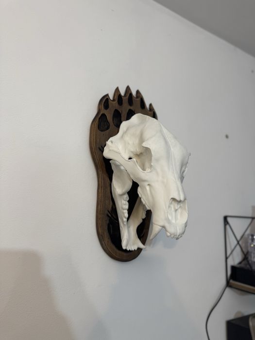 Craniu de urs (replică 3D, mărime naturală)