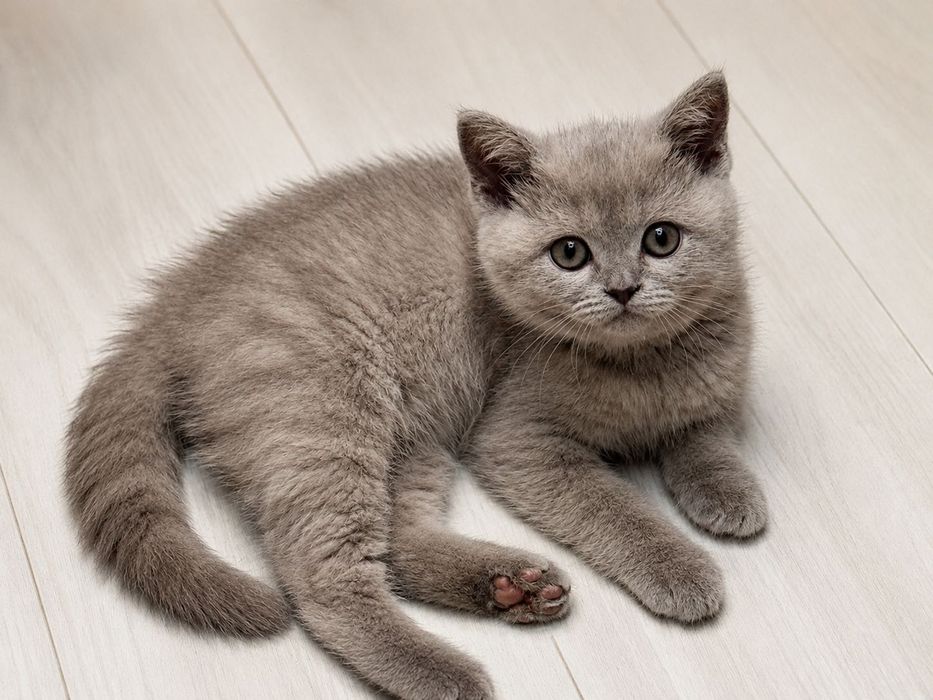 Британский котенок