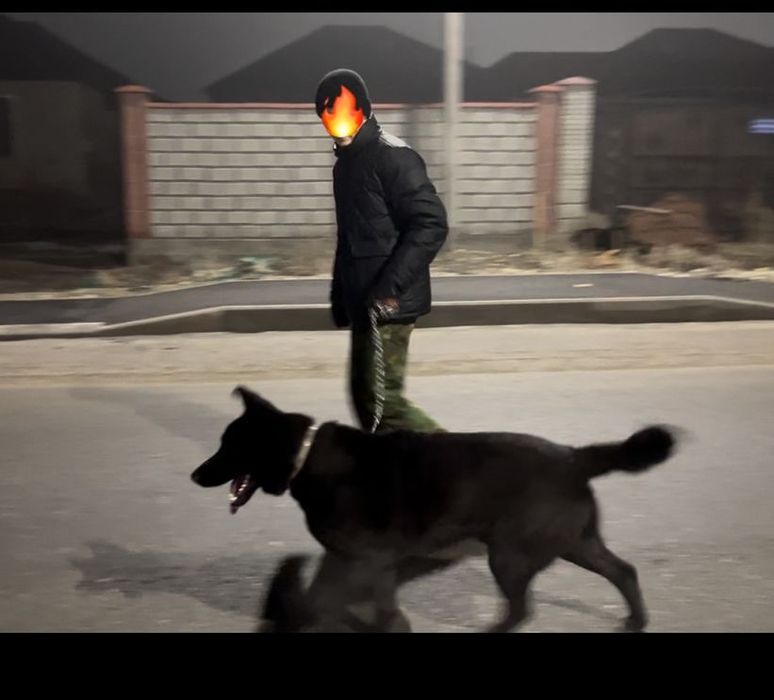 Восточной европейски овчарка