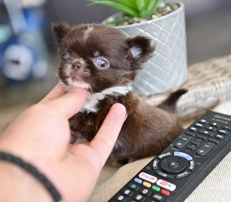 Мъжко дългокосместо мниатюрно шоколадово чихуахуа