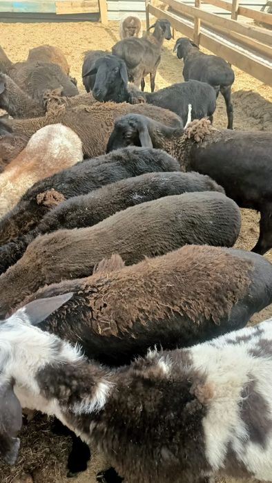 Бараны токтылар жаксы