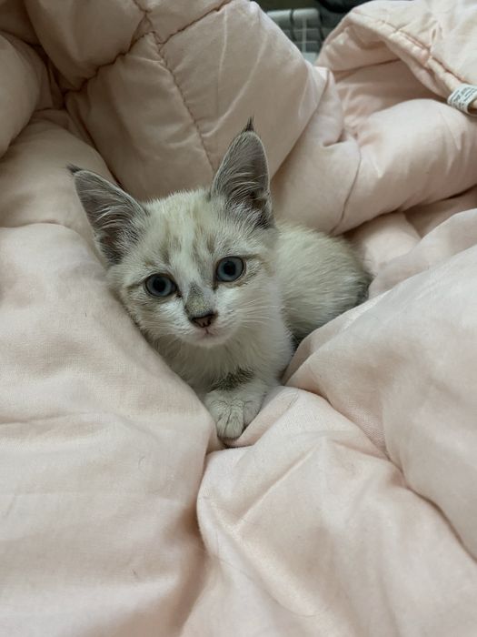 Котята ищут хозяина