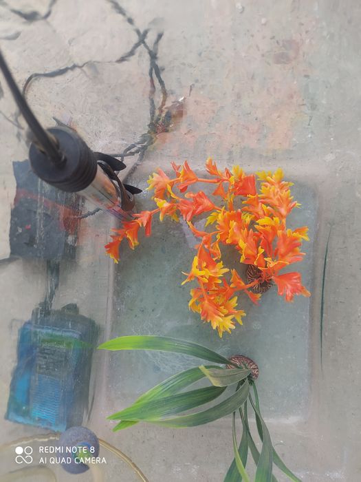 Аквариум для рыб