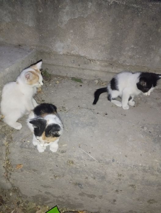 Котята (4 штуки)