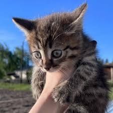Котята в хорошие руки