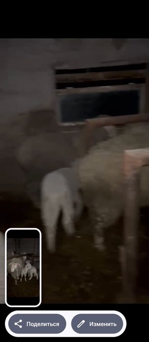 Продам баран с ягнятами