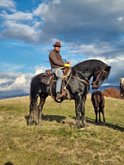 Armăsar metis friesian