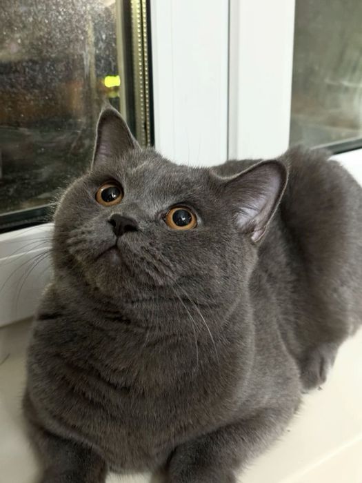 Продается котенок британский