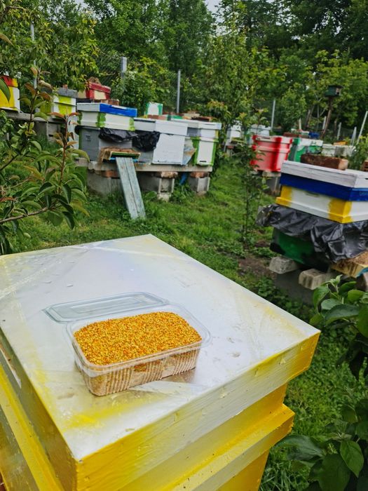 Vand familii de albine cluj napoca