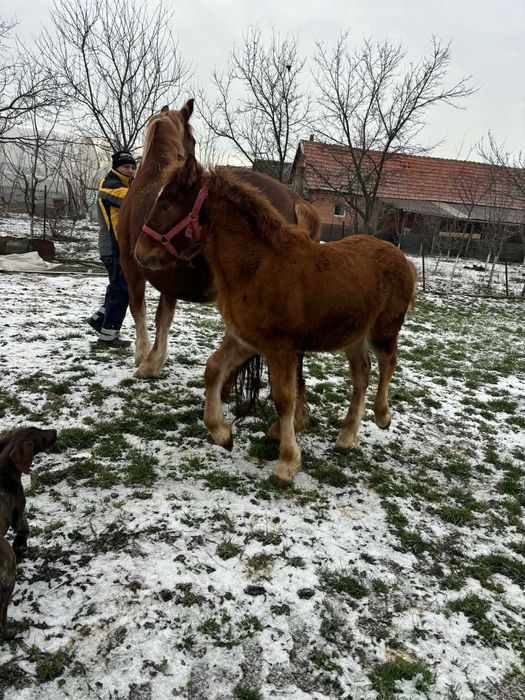 Iapă cu mânză de vânzare