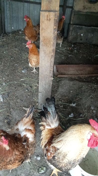 Куры домашних пород