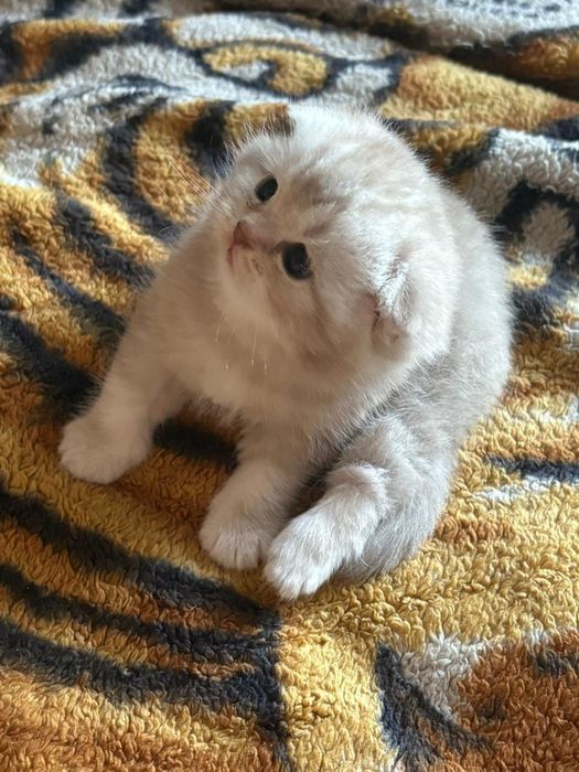 котенок веслоухий шотландец