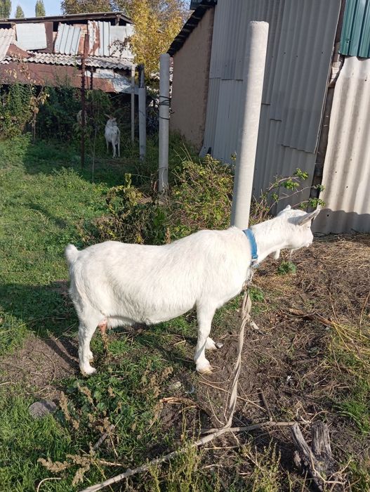Заанен ешкісі мен текесі.
