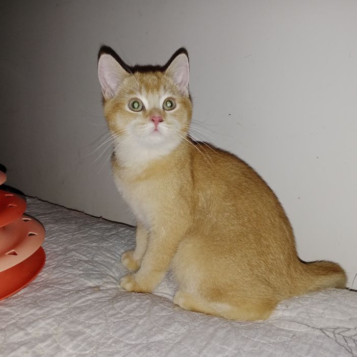 В хорошие руки шотланский котик