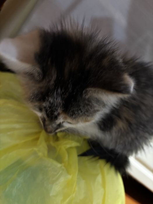 Кошка маленькая