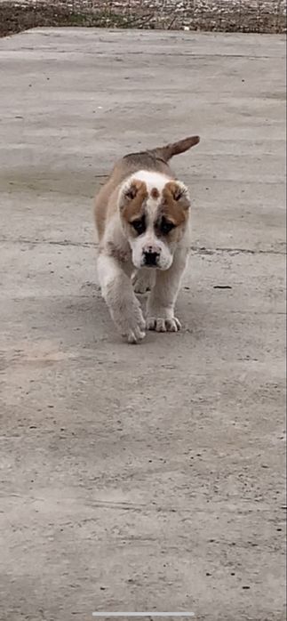 Щенок сао алабай кушык