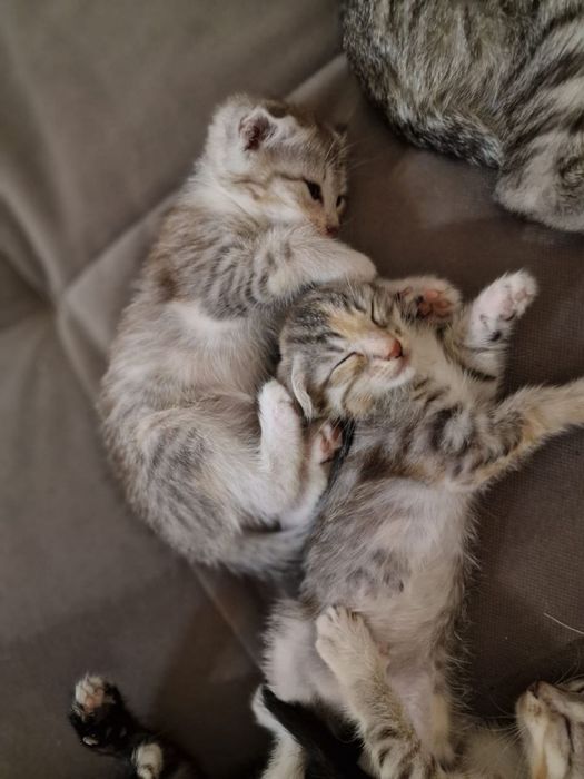 Отдадим котят в добрые руки