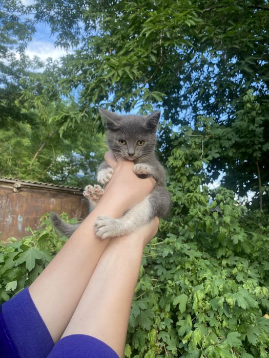 Котята,2 месяца,черный-мальчик,серая-девочка