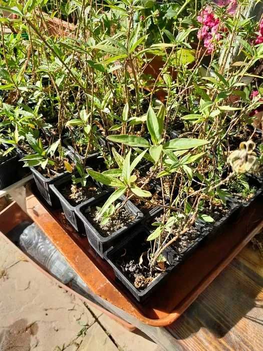 Leandru de Muntenegru