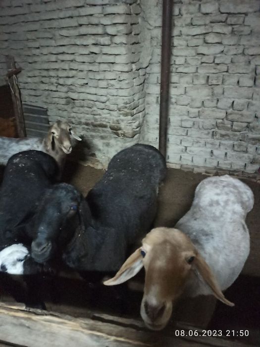 Курбонлик ва маракалар учун куй