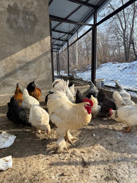 Продам молодого петуха