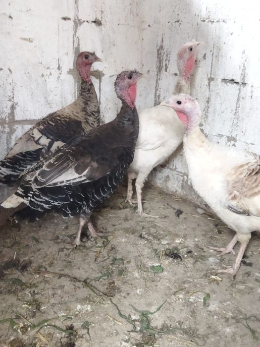 Продам куры домашние