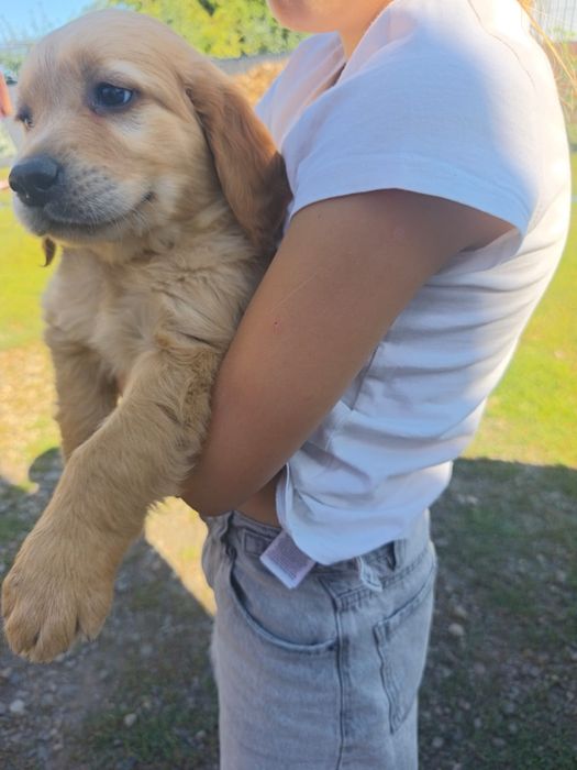 Retriever Golden