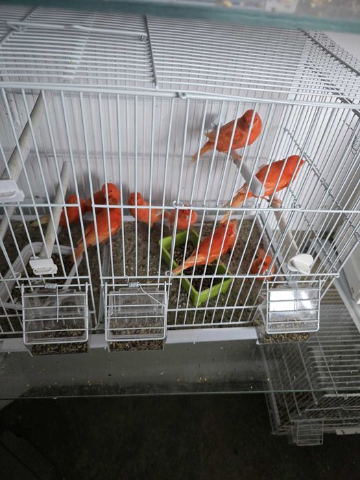 Vand Canari Rosii de Cantec