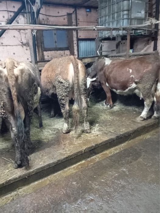 Продам стельных коров