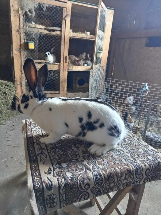 Iepuri diferite rase ,pui și maturi