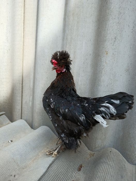 Японский Бетнамка