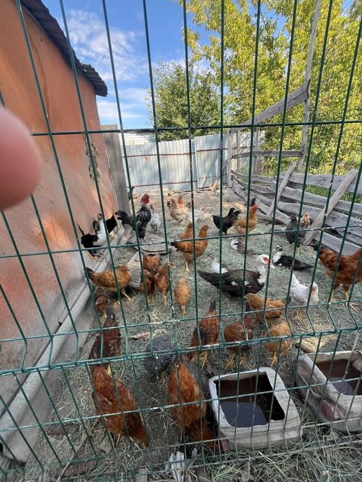 Продам куриц и индоуток