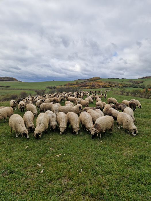 Vând oi breze și mixte!