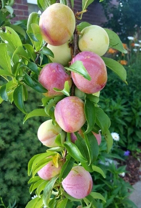 Pomi Fructiferi Columnari (PRUN )