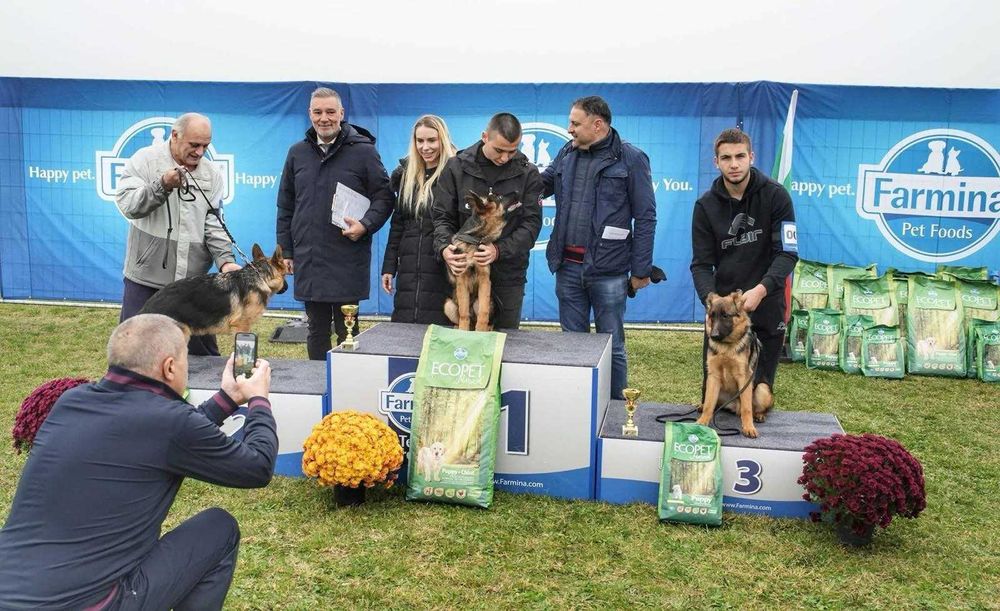 Мъжка Немска Овчарка