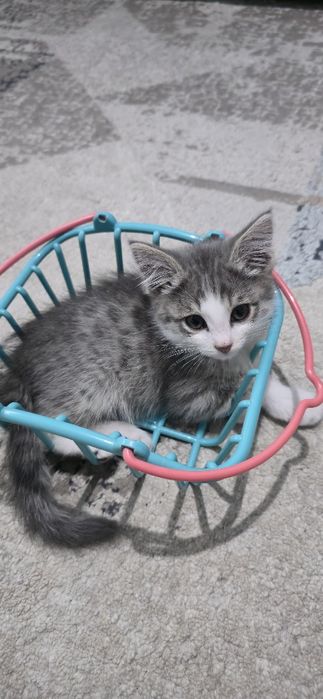 Котёнок в добрые руки