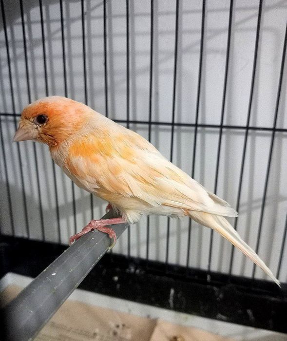 Kanareka moda bez petno sotladi