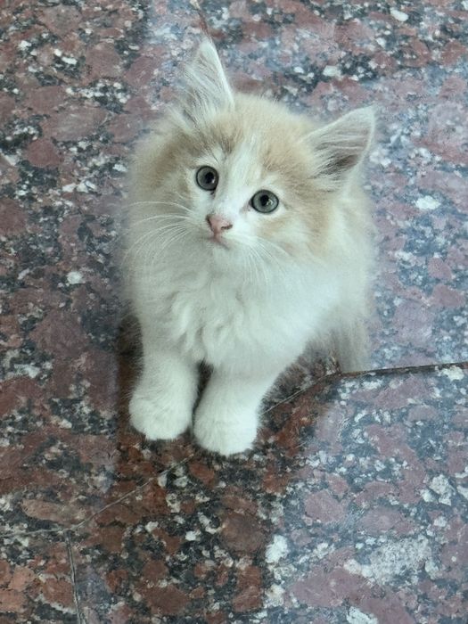 Отдам даром котят 2месяца ,умные,красивые,игривые ,приучены к лотку