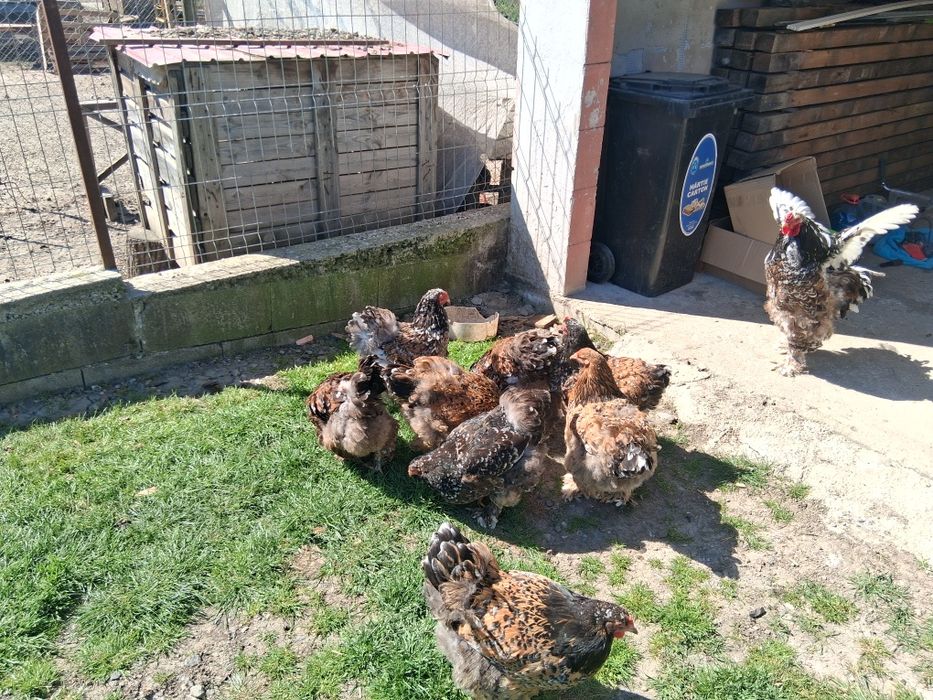 De vânzare găini brahma